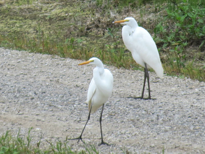 Great Egrets